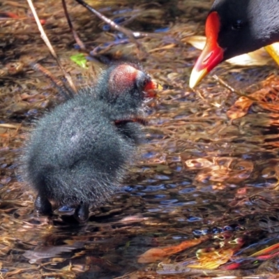 Gallinula tenebrosa (Dusky Moorhen) at Molonglo Valley, ACT - 26 Nov 2018 by RodDeb