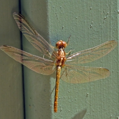 Diplacodes haematodes (Scarlet Percher) at Molonglo Valley, ACT - 26 Nov 2018 by RodDeb