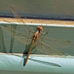 Diplacodes haematodes at Molonglo Valley, ACT - 26 Nov 2018