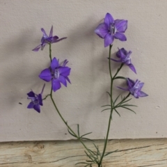 Delphinium grandiflorum (Siberian larkspur) at Malua Bay, NSW - 27 Nov 2018 by nickhopkins