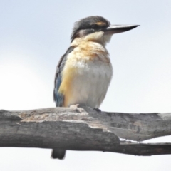 Todiramphus sanctus (Sacred Kingfisher) at Namadgi National Park - 26 Nov 2018 by JohnBundock