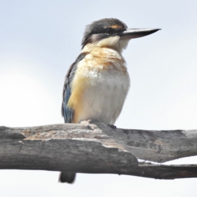 Todiramphus sanctus (Sacred Kingfisher) at Tennent, ACT - 27 Nov 2018 by JohnBundock