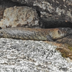 Egernia cunninghami (Cunningham's Skink) at Namadgi National Park - 26 Nov 2018 by JohnBundock