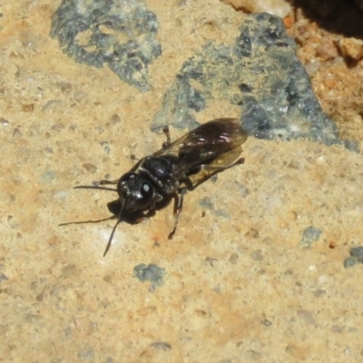 Crabroninae (subfamily) (Unidentified solitary wasp) at Molonglo Valley, ACT - 26 Nov 2018 by RodDeb