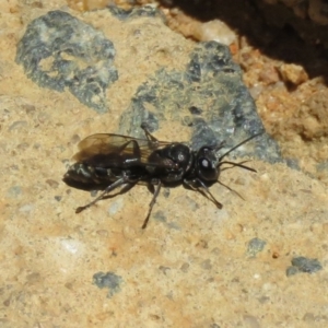 Crabroninae (subfamily) at Molonglo Valley, ACT - 26 Nov 2018 12:01 PM