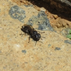 Crabroninae (subfamily) at Molonglo Valley, ACT - 26 Nov 2018 12:01 PM