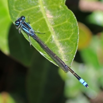 Ischnura heterosticta (Common Bluetail Damselfly) at Molonglo Valley, ACT - 26 Nov 2018 by RodDeb