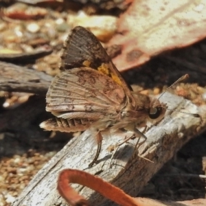 Trapezites phigalioides at Stromlo, ACT - 27 Nov 2018