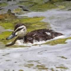 Anas superciliosa (Pacific Black Duck) at National Zoo and Aquarium - 26 Nov 2018 by RodDeb