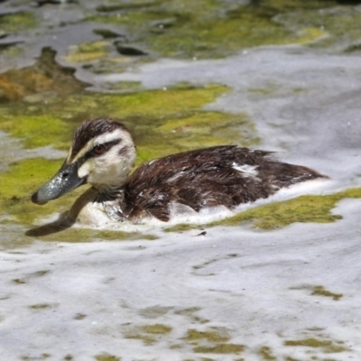 Anas superciliosa (Pacific Black Duck) at Molonglo Valley, ACT - 26 Nov 2018 by RodDeb