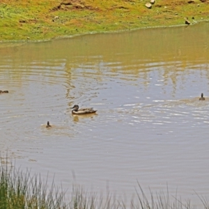 Anas superciliosa at Molonglo Valley, ACT - 26 Nov 2018