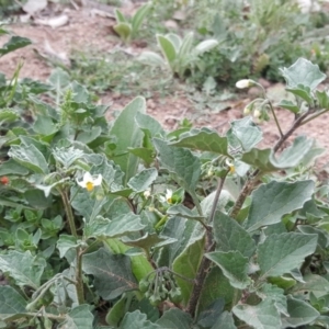 Solanum nigrum at Undefined, ACT - 27 Nov 2018 03:23 PM