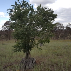 Celtis australis at Jerrabomberra, ACT - 27 Nov 2018