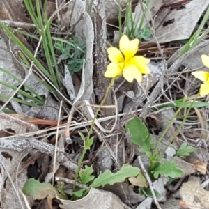 Goodenia pinnatifida at Jerrabomberra, ACT - 27 Nov 2018 03:16 PM