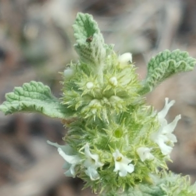 Marrubium vulgare (Horehound) at Symonston, ACT - 27 Nov 2018 by Mike