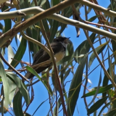 Rhipidura albiscapa (Grey Fantail) at Yarralumla, ACT - 26 Nov 2018 by RodDeb