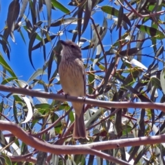 Pachycephala rufiventris (Rufous Whistler) at Molonglo Valley, ACT - 26 Nov 2018 by RodDeb