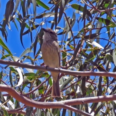 Pachycephala rufiventris (Rufous Whistler) at National Zoo and Aquarium - 26 Nov 2018 by RodDeb