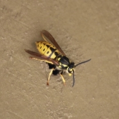 Vespula germanica (European wasp) at Molonglo Valley, ACT - 26 Nov 2018 by RodDeb