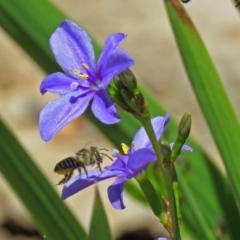 Megachile (Eutricharaea) sp. (genus & subgenus) (Leaf-cutter Bee) at National Zoo and Aquarium - 26 Nov 2018 by RodDeb