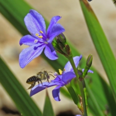 Megachile (Eutricharaea) sp. (genus & subgenus) (Leaf-cutter Bee) at Molonglo Valley, ACT - 26 Nov 2018 by RodDeb