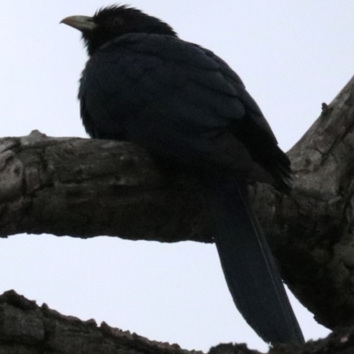 Eudynamys orientalis (Pacific Koel) at Campbell, ACT - 26 Nov 2018 by jbromilow50