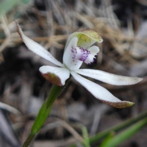 Caladenia moschata at Tennent, ACT - suppressed