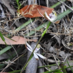 Caladenia moschata at Tennent, ACT - suppressed