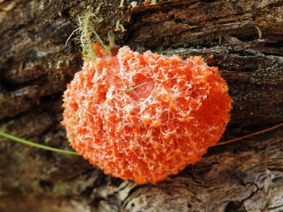 Myxomycete-plasmodium(class) (A slime mould) at Tennent, ACT - 27 Nov 2018 by JohnBundock