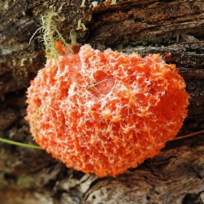 Myxomycete-plasmodium(class) (A slime mould) at Namadgi National Park - 26 Nov 2018 by JohnBundock