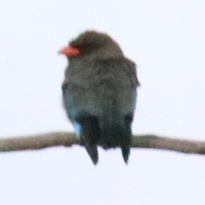 Eurystomus orientalis (Dollarbird) at Campbell, ACT - 26 Nov 2018 by jbromilow50