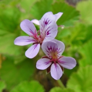 Pelargonium australe at Namadgi National Park - 27 Nov 2018