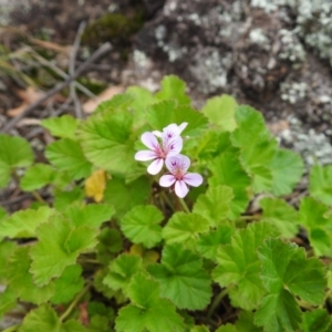 Pelargonium australe at Namadgi National Park - 27 Nov 2018