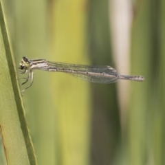 Ischnura heterosticta (Common Bluetail Damselfly) at Canberra, ACT - 26 Nov 2018 by AlisonMilton