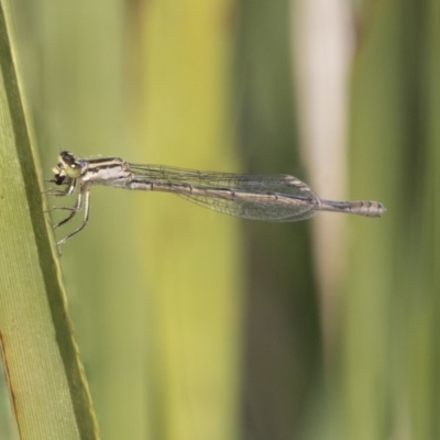 Ischnura heterosticta (Common Bluetail Damselfly) at Lake Ginninderra - 26 Nov 2018 by AlisonMilton