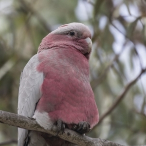 Eolophus roseicapilla at Gungahlin, ACT - 27 Nov 2018 09:11 AM