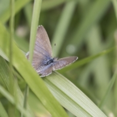 Zizina otis (Common Grass-Blue) at Gungahlin, ACT - 26 Nov 2018 by Alison Milton