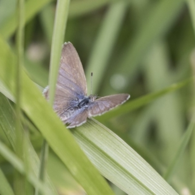 Zizina otis (Common Grass-Blue) at Gungahlin, ACT - 26 Nov 2018 by Alison Milton