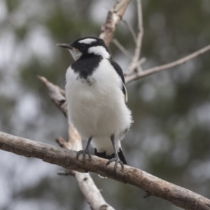 Grallina cyanoleuca at Gungahlin, ACT - 27 Nov 2018