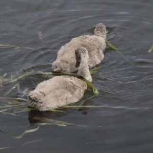 Cygnus atratus at Gungahlin, ACT - 27 Nov 2018 09:37 AM