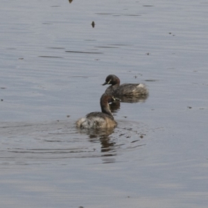 Tachybaptus novaehollandiae at Gungahlin, ACT - 27 Nov 2018 09:38 AM