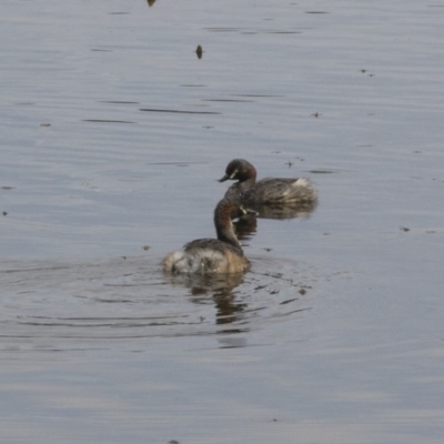 Tachybaptus novaehollandiae (Australasian Grebe) at Gungahlin, ACT - 27 Nov 2018 by AlisonMilton