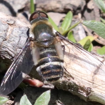 Villa sp. (genus) (Unidentified Villa bee fly) at Majura, ACT - 26 Nov 2018 by jb2602