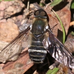 Villa sp. (genus) at Majura, ACT - 26 Nov 2018 01:14 PM