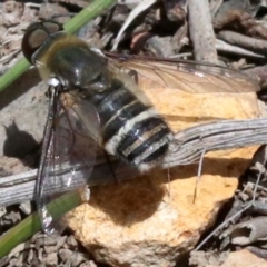 Villa sp. (genus) at Majura, ACT - 26 Nov 2018 01:14 PM