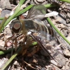 Villa sp. (genus) at Majura, ACT - 26 Nov 2018 01:14 PM