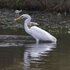 Ardea alba (Great Egret) at Gungahlin, ACT - 26 Nov 2018 by Alison Milton