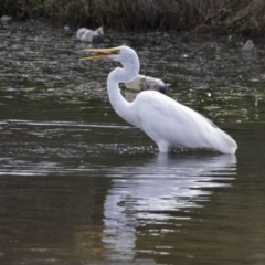 Ardea alba at Gungahlin, ACT - 27 Nov 2018