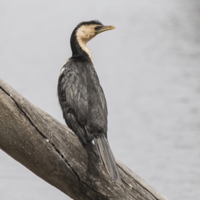 Microcarbo melanoleucos (Little Pied Cormorant) at Forde, ACT - 27 Nov 2018 by AlisonMilton