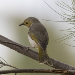 Ptilotula penicillata at Forde, ACT - 27 Nov 2018